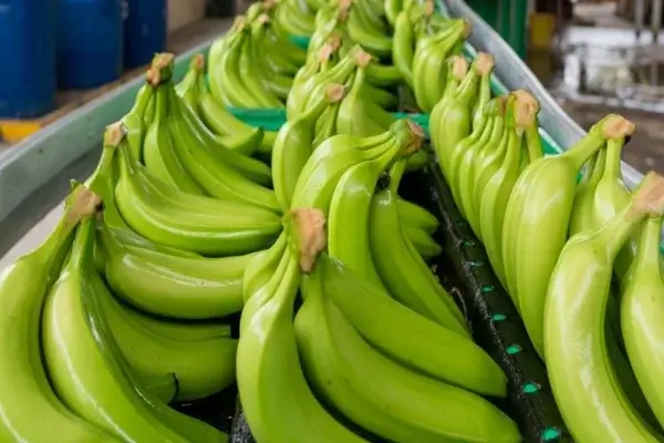 Gobierno de Ecuador fija un plazo para solicitar el registro e inscripción de plantaciones de banano