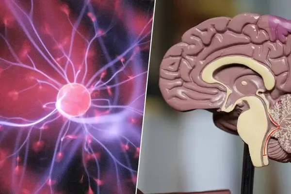 La neurociencia explica por qué el cerebro tarda en madurar