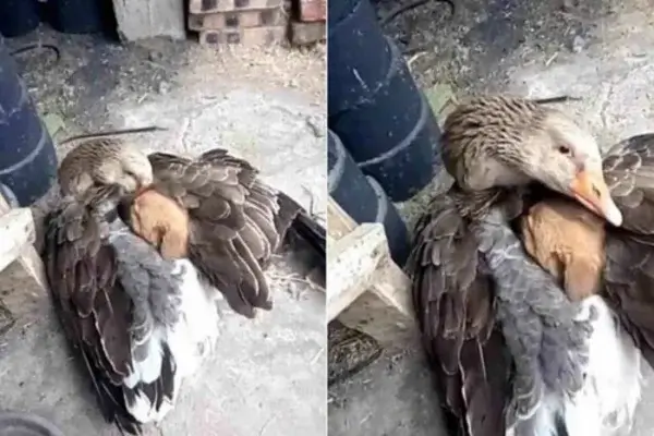 Los debates más intrigantes de la filosofía si existe el "altruismo" entre los animales o no