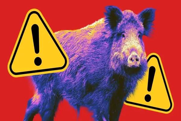 alerta de peste porcina