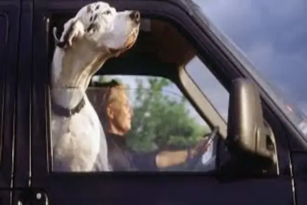 Por qué los perros aman viajar en auto