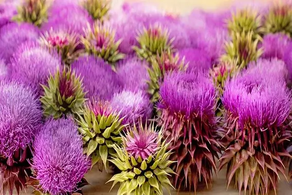 Beneficios del cardo mariano para combatir el hígado graso