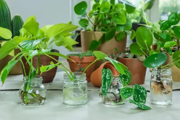 plantas de interior que crecen en agua