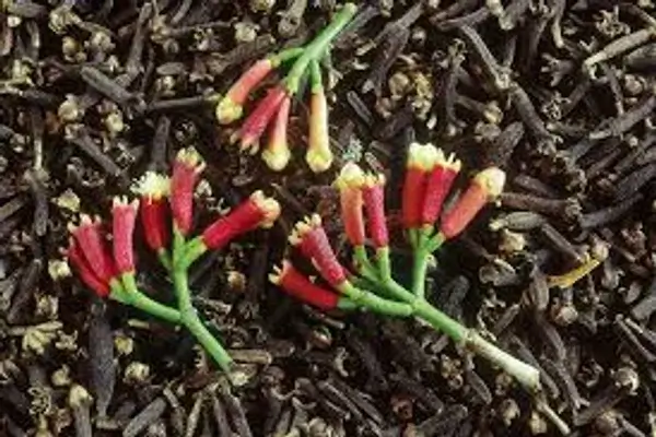 sembrar clavo de olor en casa