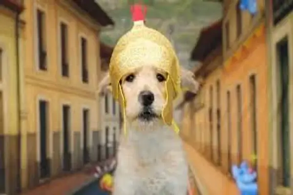 Perritos rescatados buscan familia con una campaña inspirada en Semana Santa