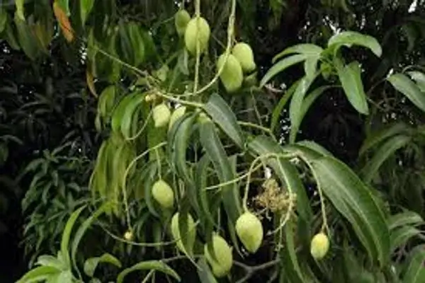 beneficios medicinales ocultos en la hoja de mango