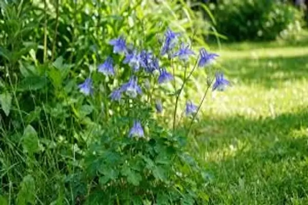 flores que se reproducen solas