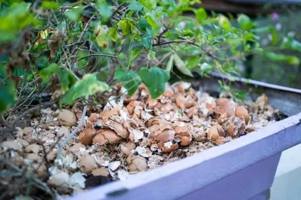 Cáscaras de huevo calcio para plantas