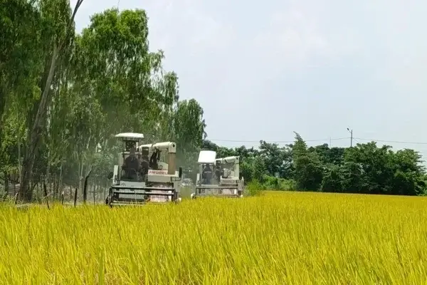 Gobierno inicia compra de arroz tras protestas agrícolas