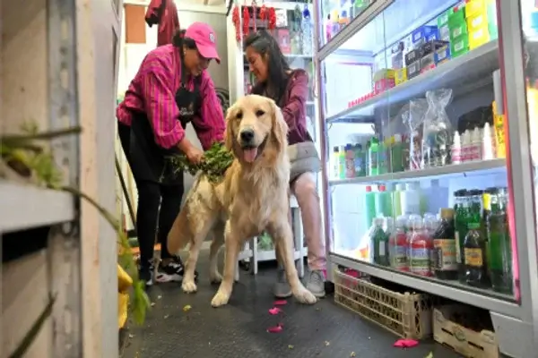 "Limpias" para perritos