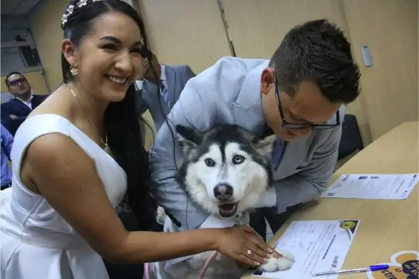 Perros podrán ser testigos simbólicos de los matrimonios
