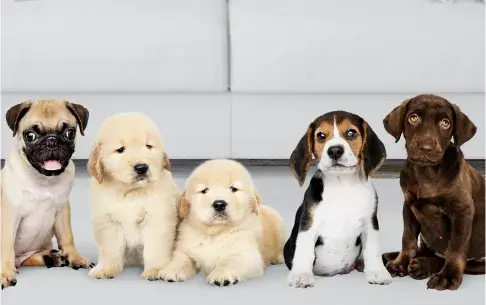 Razas de perros son ideales para niños