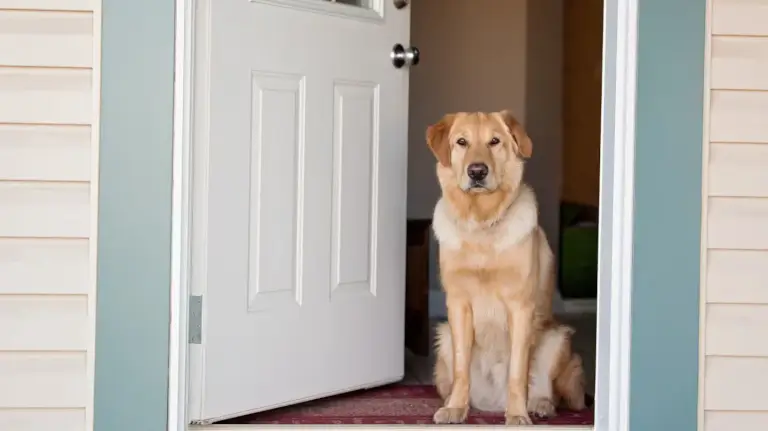 Tu perro se desespera cada vez que te ve salir por la puerta de casa