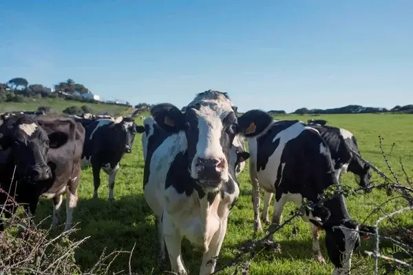 Vacas reconocen voces humanas