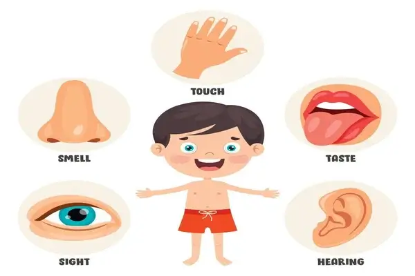 Cuerpo Humano y los 5 Sentidos
