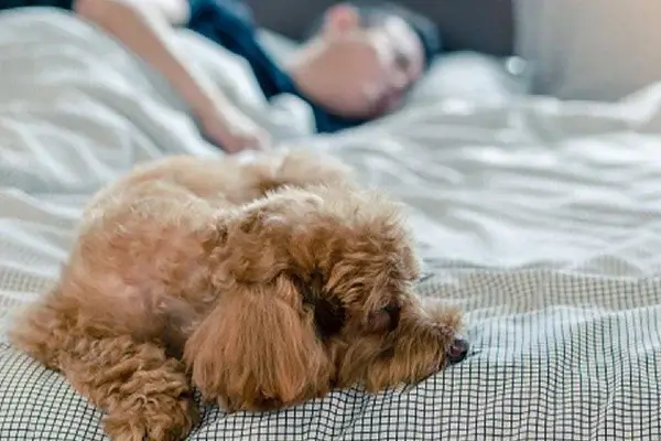 Dormir con un perro es más saludable que con un gato