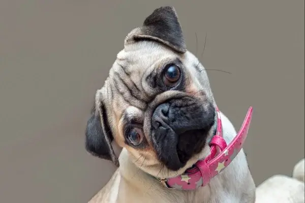Por qué giran la cabeza los perros