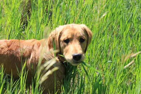 Por qué los perros comen pasto