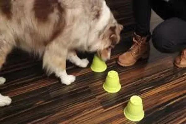 juegos o actividades estimulan mentalmente de mi perro