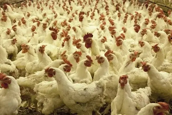Bacterias en granjas de pollos
