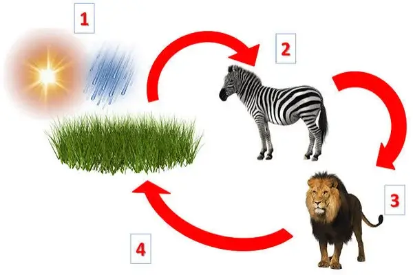 Ecosistemas y Cadena Alimenticia