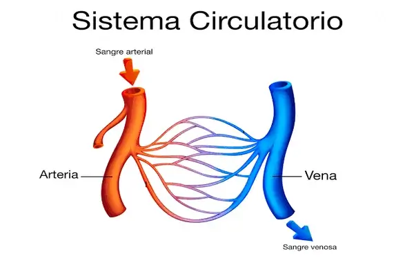 El Sistema Circulatorio para Niños
