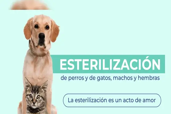 Esterilización GRATIS en Quito