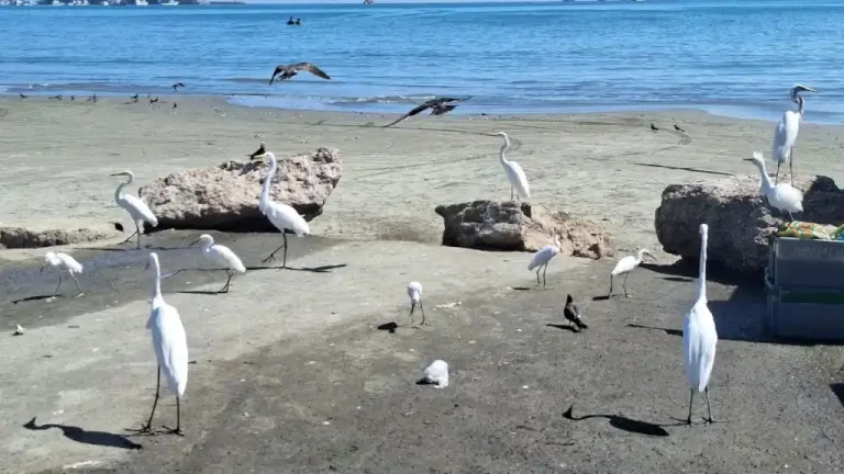 Más aves llegan a Manta