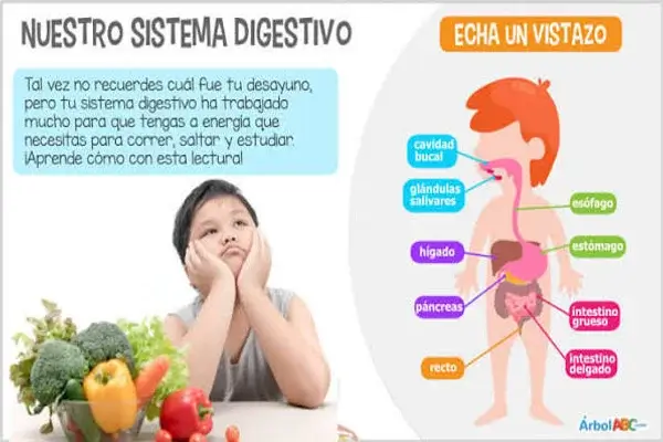 Sistema Digestivo
