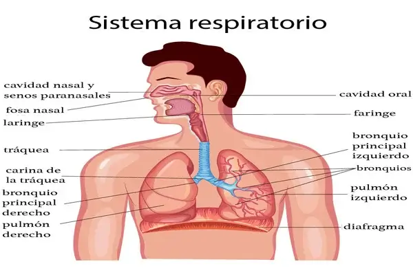Sistema Respiratorio