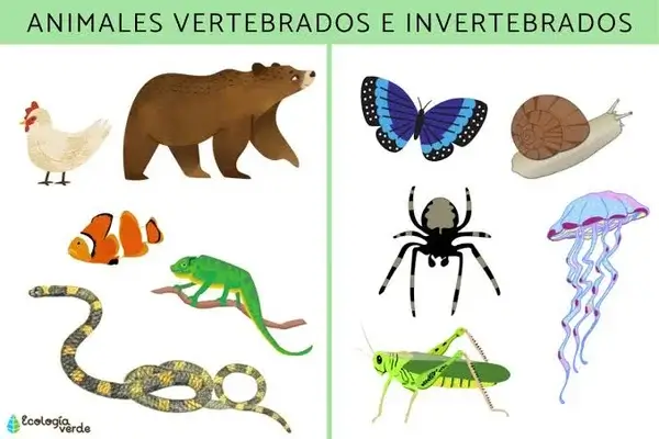 Vertebrados e Invertebrados