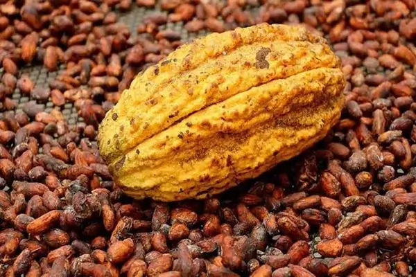 Precio del cacao ecuatoriano cae