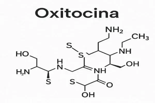 Qué es la oxitocina