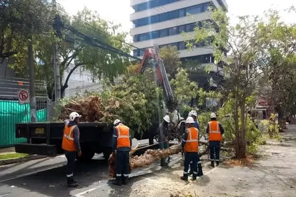 Talar un árbol en Quito