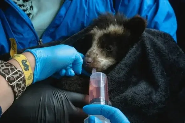 cuidar a un oso andino