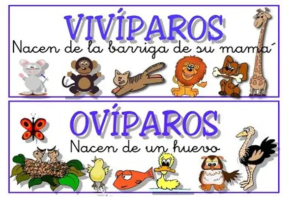 Animales Ovíparos y Vivíparos
