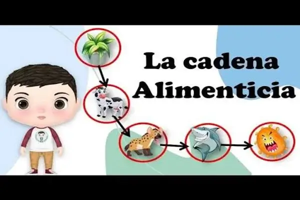 Cadena Alimenticia para Niños