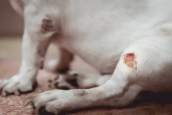 Cuáles son los riesgos de una quemadura en perros