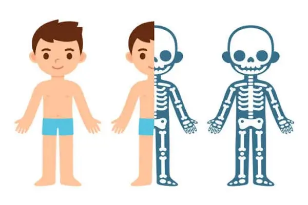 Esqueleto Humano para Niños