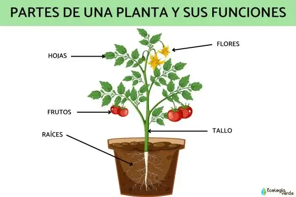 Partes de la Planta