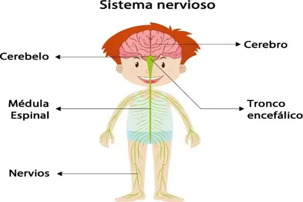 Sistema Nervioso para Niños