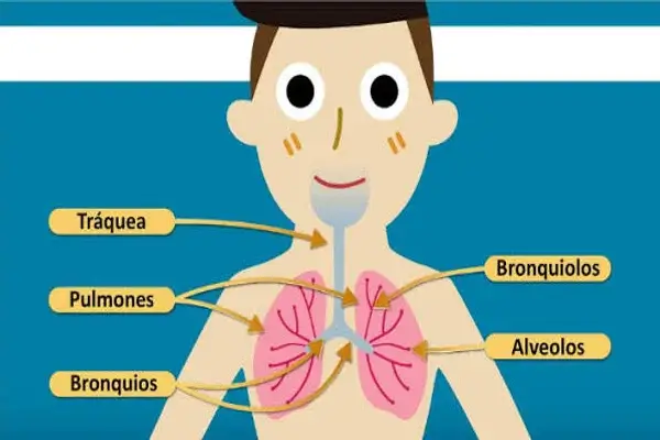 Sistema Respiratorio para Niños