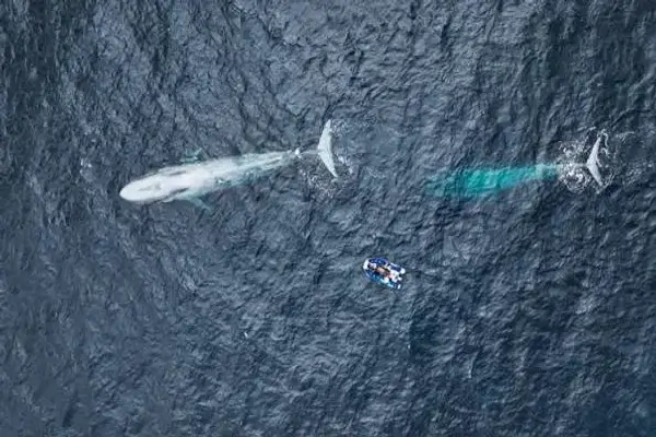 Científicos no encuentran ballenas azules en Galápagos