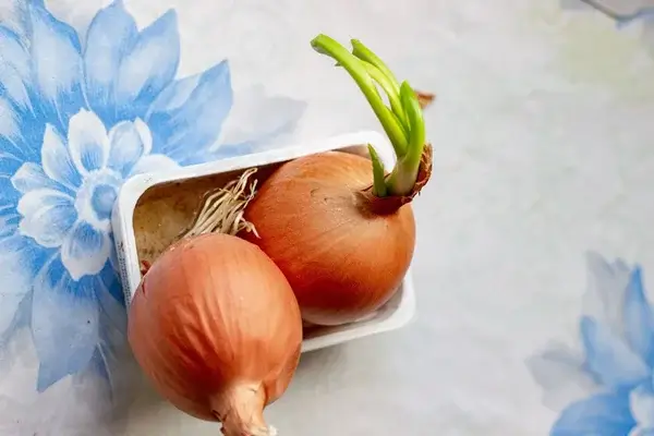 Las cebollas que tienen brotes verdes son perfectamente seguras para comer